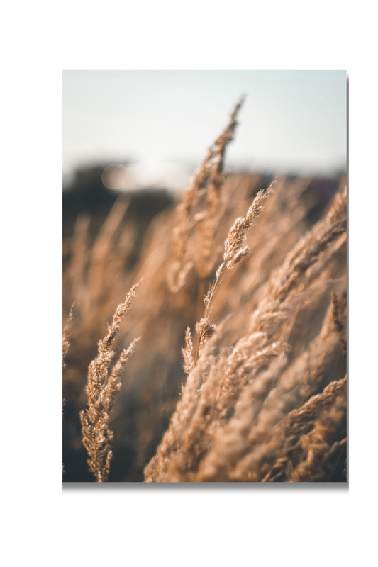 Life's Simple Joys  Dashboard